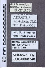 Etiketten zu Adrastus anatolicus (NHMW-ZOO-COL-0008748)